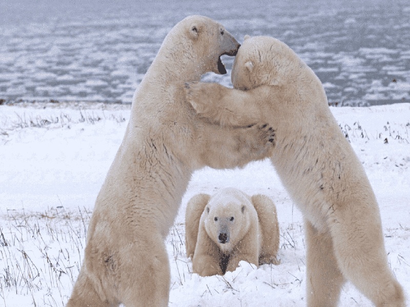 试管需要放回子宫吗试管失败退款试管绿色通道